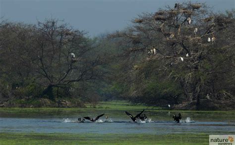 Keoladeo National Park - Best Time To Visit | Indian National Parks | Wildlife Photography ...