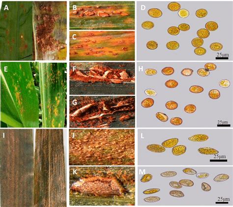 Symptoms of corn rust. Note: A-D are samples of common corn rust... | Download Scientific Diagram