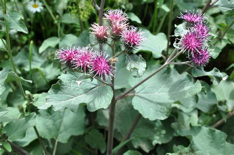 200 Arctium lappa Seeds Greater Burdock Seeds Herb | Etsy