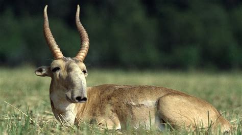 The Saiga Antelope Looks Like An Animal Out Of A Science Fiction Movie