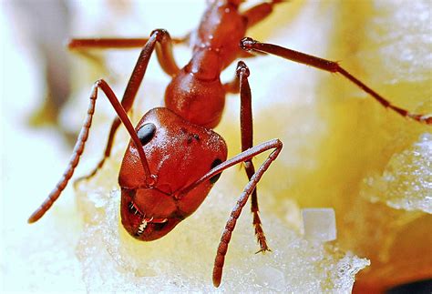 Red Ants - Learn About Nature