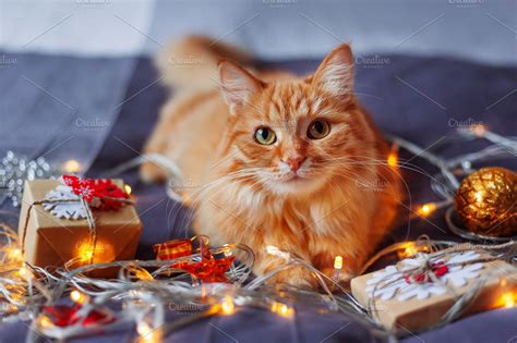 Cute ginger Christmas cat ~ Holiday Photos ~ Creative Market