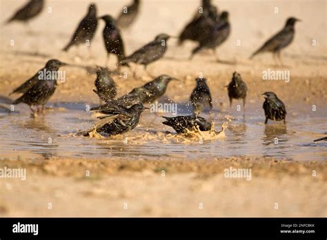 large flock in of Common starling Stock Photo - Alamy