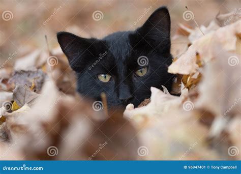 Black cat in fall leaves stock image. Image of feline - 96947401