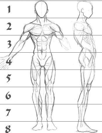 A sketch of human male anatomy from the front and right side with superimposed lines showing ...