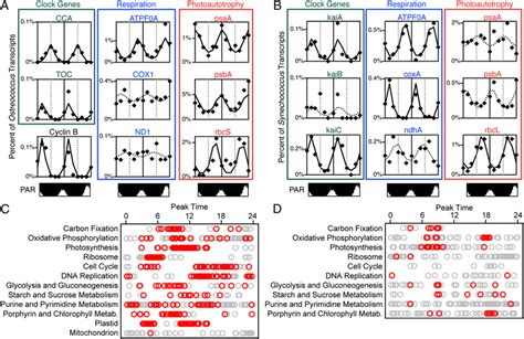 Periodic gene expression in Ostreococcus-and Synechococcus-assigned... | Download Scientific Diagram