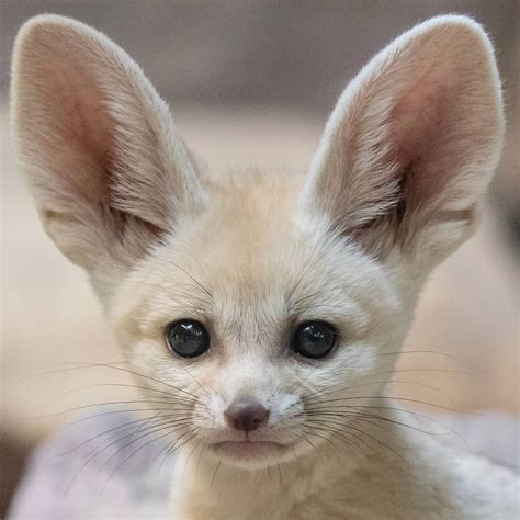 The fennec fox, what an adorable creature! photo b | Fox pups, African animals, Cute baby animals