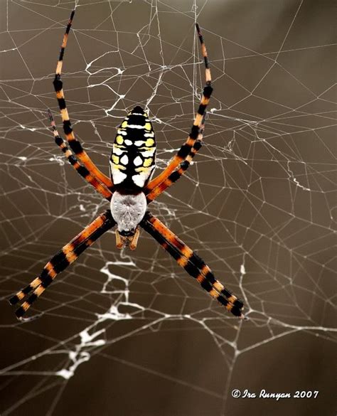 Fairly large spider found at parents' place : r/whatsthisbug