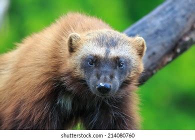 155 Wolverine teeth Images, Stock Photos & Vectors | Shutterstock