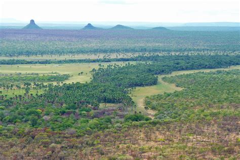 End of deforestation tracker for Brazil’s Cerrado an ‘incalculable loss’