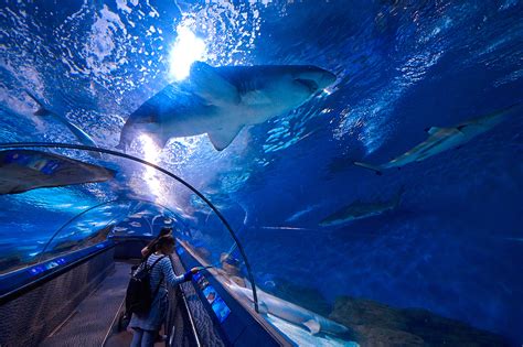 An Underwater Escalator! Shanghai’s Aquarium Takes You “Up Close” For A ...