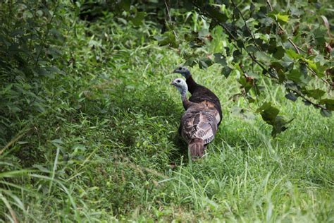 Wildlife Gallery – Horse Creek Wildlife