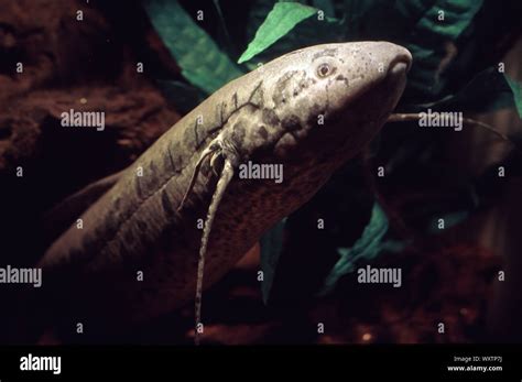 Lungfish species hi-res stock photography and images - Alamy