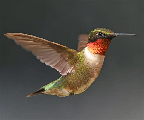 6 Types of Hummingbirds Found in Nevada! (2024) - Bird Watching HQ