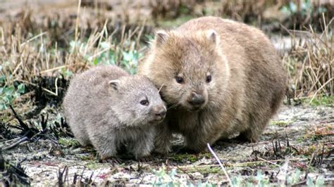 What do baby wombats eat