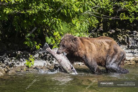 Grizzly bear fishing in river and holding fish — mammal, big - Stock Photo | #266522572