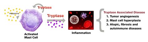 Tribio™ Tryptase Activity Assay – Tribioscience