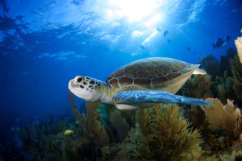 Green Sea turtle swimming amidst coral and sunlight | Florida Department of Environmental Protection