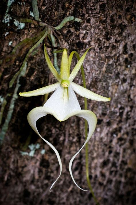 Dendrophylax lindenii (Ghost Orchid, Palm Polly): Go Orchids