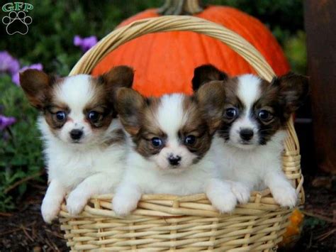 Papillon Puppies For Sale | Miami, FL #145228 | Petzlover