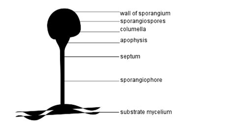 Phylum Zygomycota Life Cycle