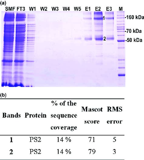 Ni-NTA purification and identification by mass spectrometry. (a ...