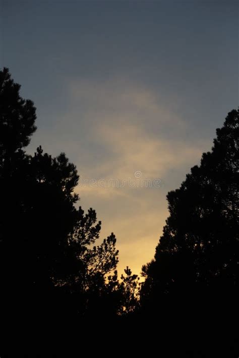 Silhouette of Trees in a Forest during the Sunset Stock Photo - Image ...