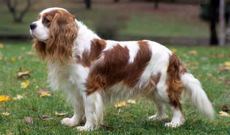 Cavalier King Charles Spaniel review. Negative, neutral and positive ...