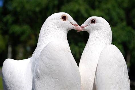 Fakta Nyata Burung Merpati Bisa Mengirim Surat, Aksinya Membuat Heran Banyak Orang, WAJIB BACA