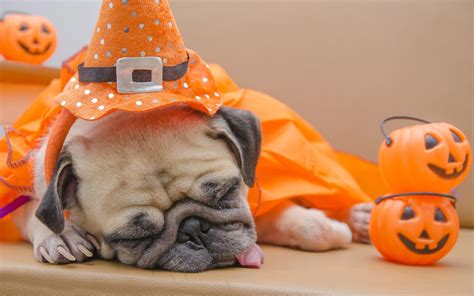 Halloween Puppy Wallpapers - Top Free Halloween Puppy Backgrounds - WallpaperAccess