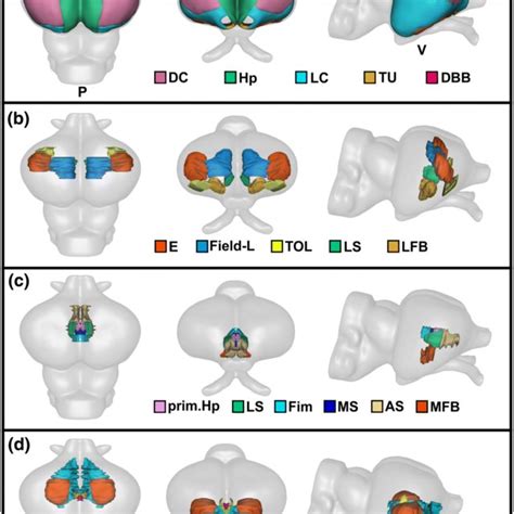 3-D rendering of the Nile crocodile brain and structures identified... | Download Scientific Diagram