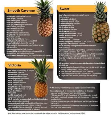 The main pineapple varieties