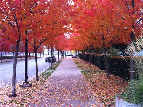 Vancouver in the Fall | Vancouver, Fall colors, Fall