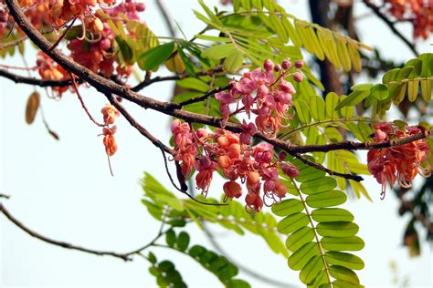 Cassia grandis - Alchetron, The Free Social Encyclopedia