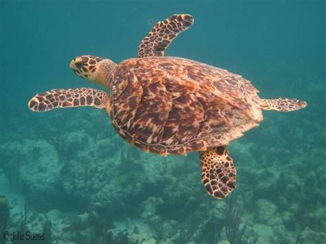 Loggerhead Sea Turtle Habitat | Sea turtle | Turtles | Pinterest ...