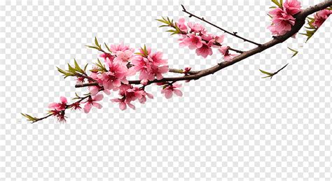 Pink blossom tree illustration, Cherry blossom Pink Flower bouquet ...