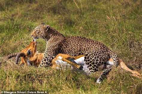 Witness the gripping moment captured in these pictures, as a ravenous ...