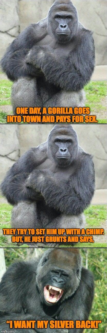 Gorilla My Dreams | Gorilla, Gorilla funny, Funny memes