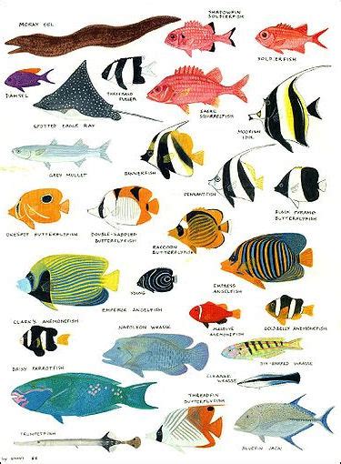 ANGELFISH, DAMSELFISH AND OTHER COLORFUL REEF FISH | Facts and Details