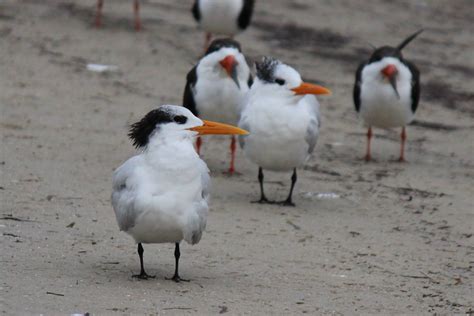 To Behold the Beauty: Florida Shore Birds