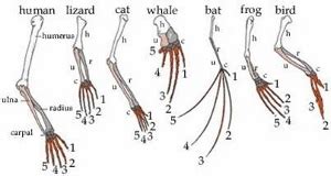 Macroevolution Overview, Evidences & Examples | Study.com