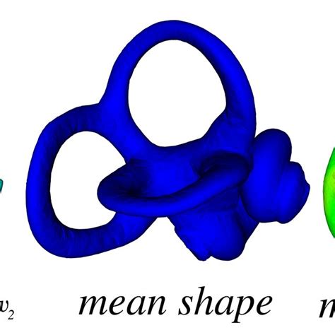 Mean shape and first modes of variation on 15 osseous labyrinths. The... | Download Scientific ...