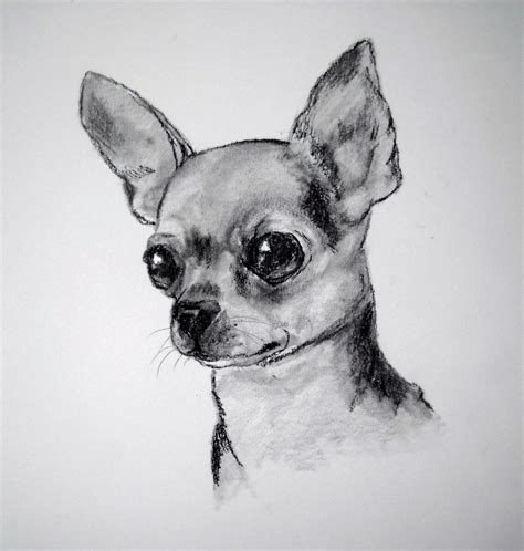 Pin by Ferney posada on animales | Chihuahua drawing, Dog drawing ...