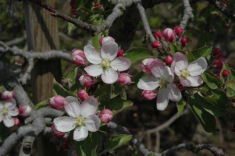 Goldrush Apple (Malus 'Goldrush') in Columbia Spring Hill Franklin ...