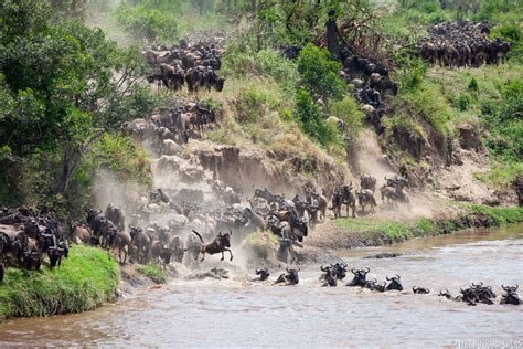 Blue Wildebeest + Serengeti National Park | Photos Pictures Images