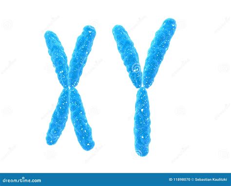 Xy-chromosome Stock Photo - Image: 11898070