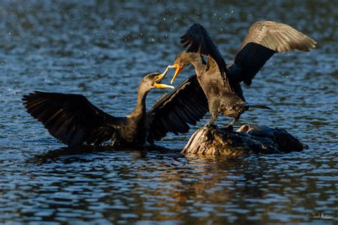 Double-crested Cormorants fighting over the best sunning s… | Flickr