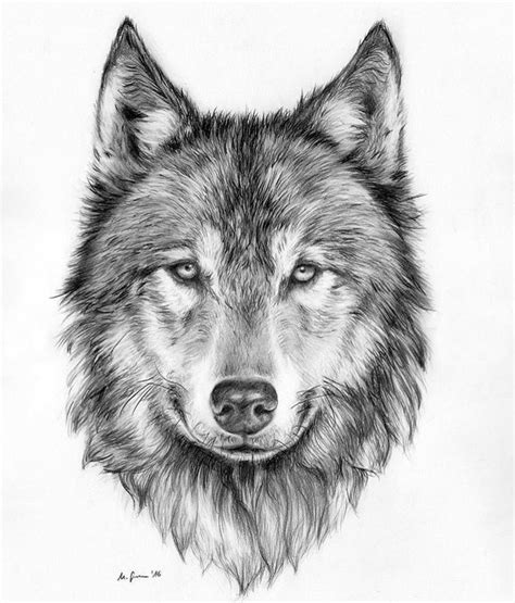 a pencil drawing of a wolf's face