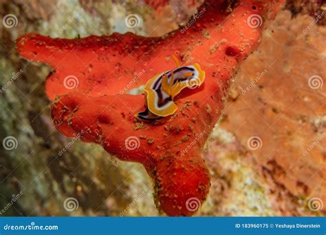 Sea slug in the Red Sea stock image. Image of color - 183960175