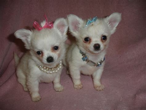 Exquisite Micro Tiny Teacup Kc Registered White Long Haired Chihuahua ...